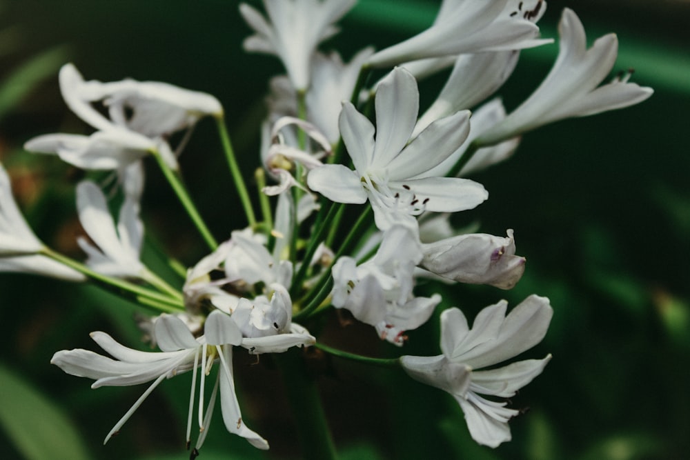 a close up of a white flower on a plant