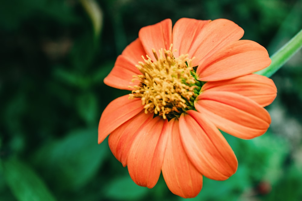 an orange flower with a green background