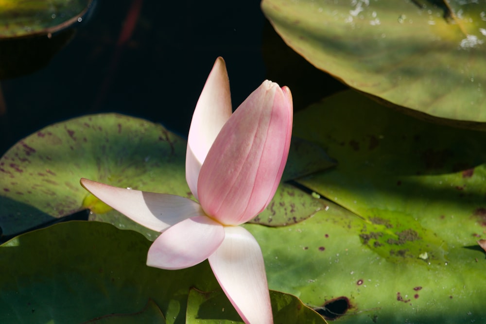 a pink flower is blooming in a pond