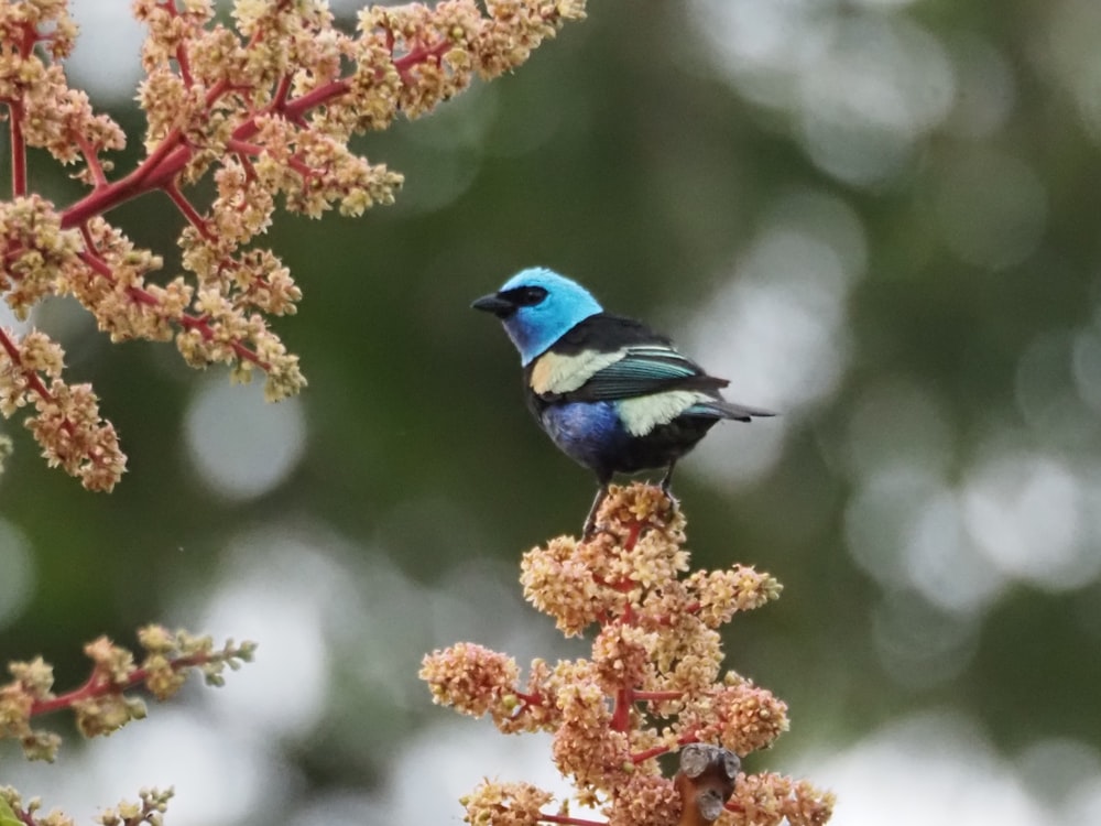 a small blue bird sitting on top of a tree branch