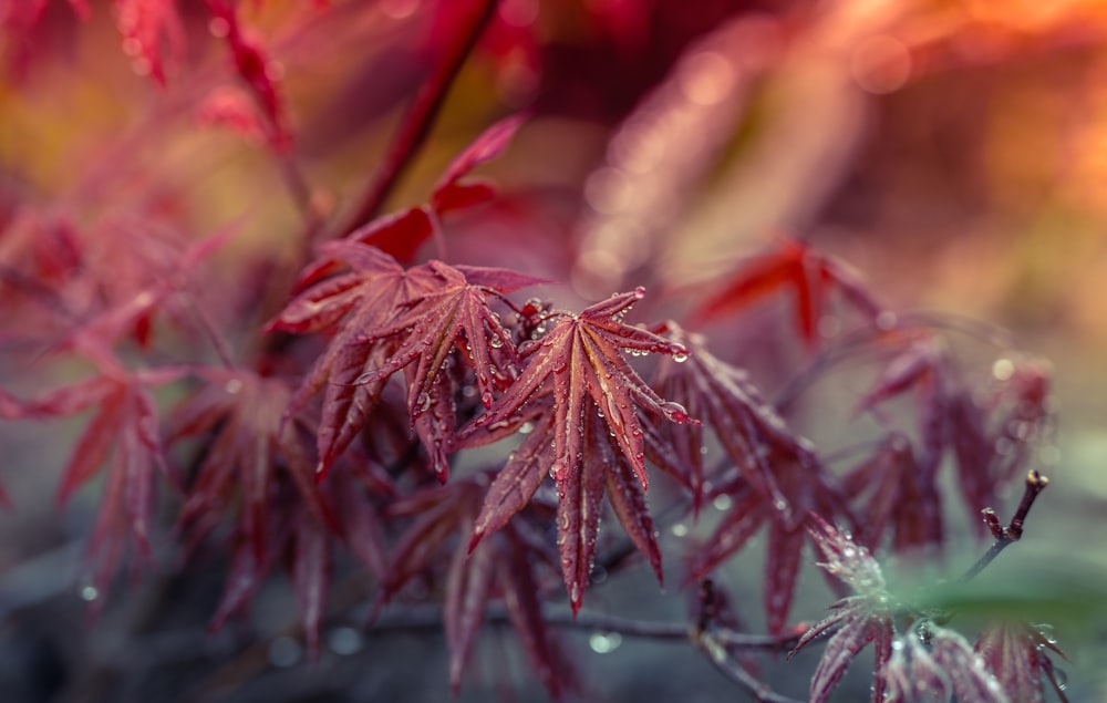 a close up of a tree with red leaves