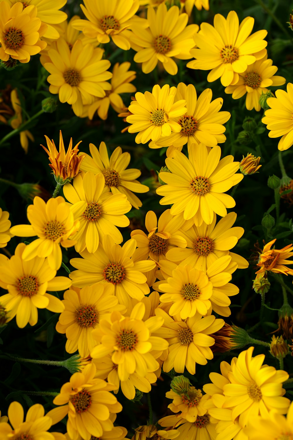 a bunch of yellow flowers that are blooming