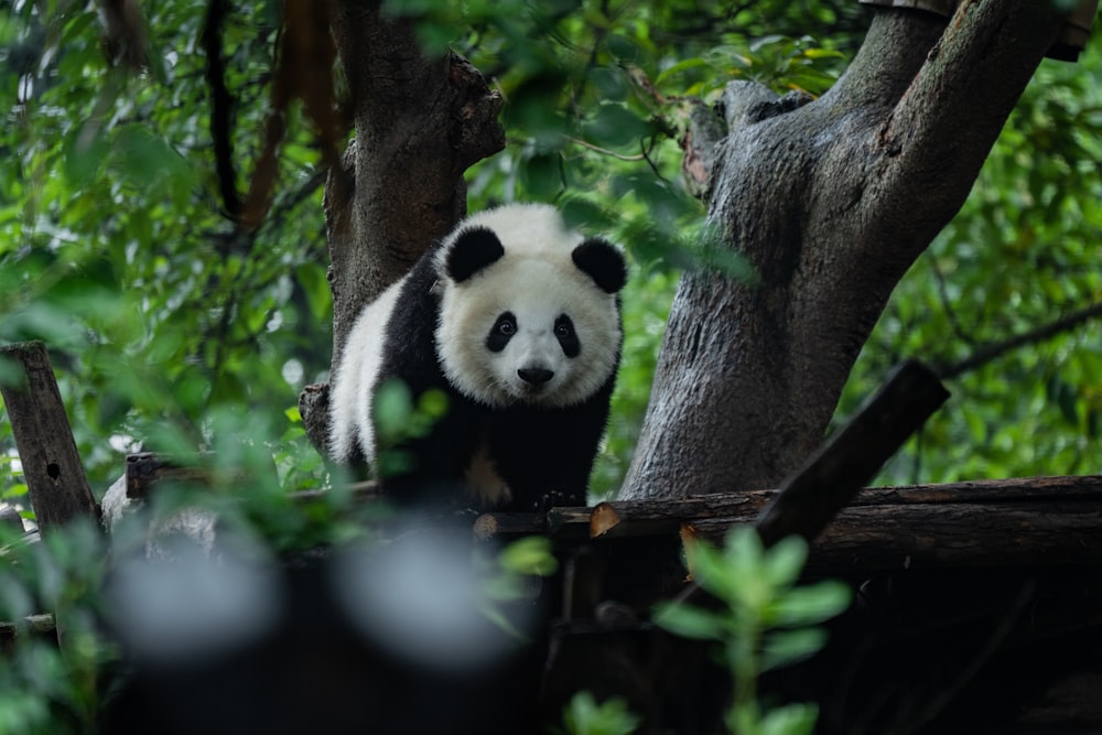 Un oso panda sentado en lo alto de un árbol