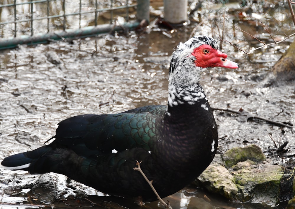 a black and white duck with a red beak