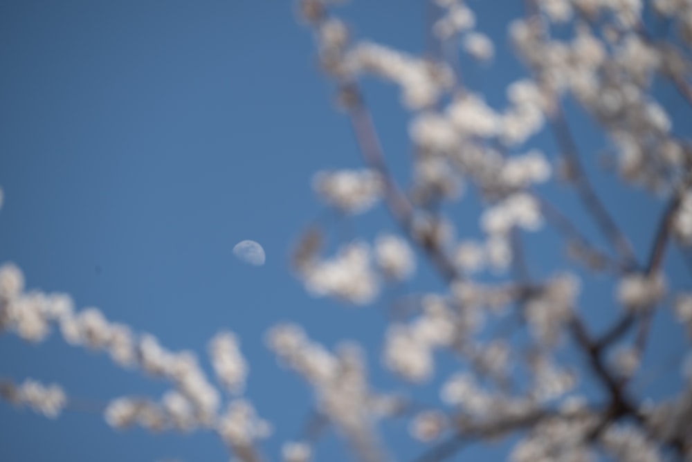 Ein Baum mit weißen Blüten im Vordergrund und einem blauen Himmel im Hintergrund