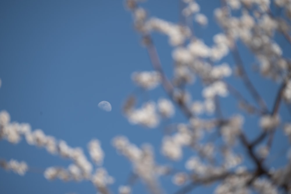 un arbre avec des fleurs blanches au premier plan et un ciel bleu à l’arrière-plan