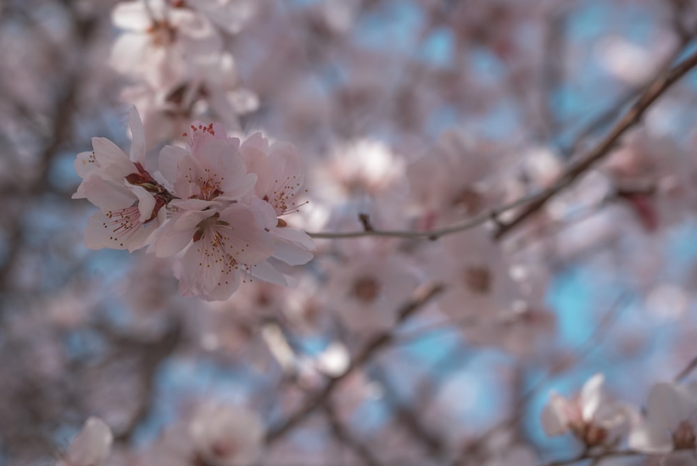 ein Baum mit vielen rosa Blüten darauf