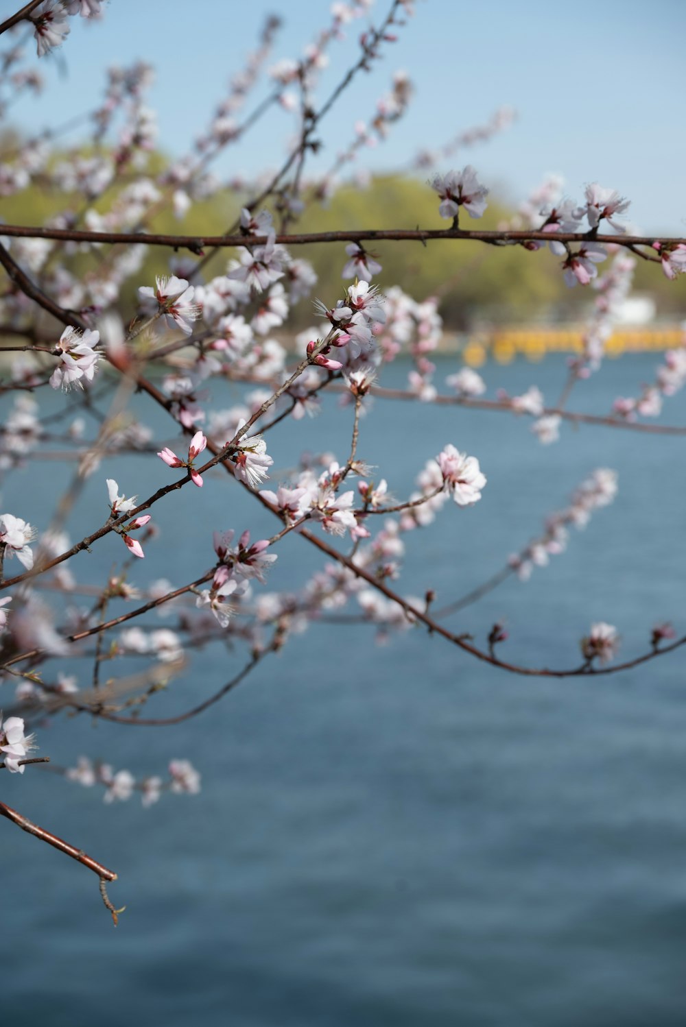 a branch with white flowers in front of a body of water