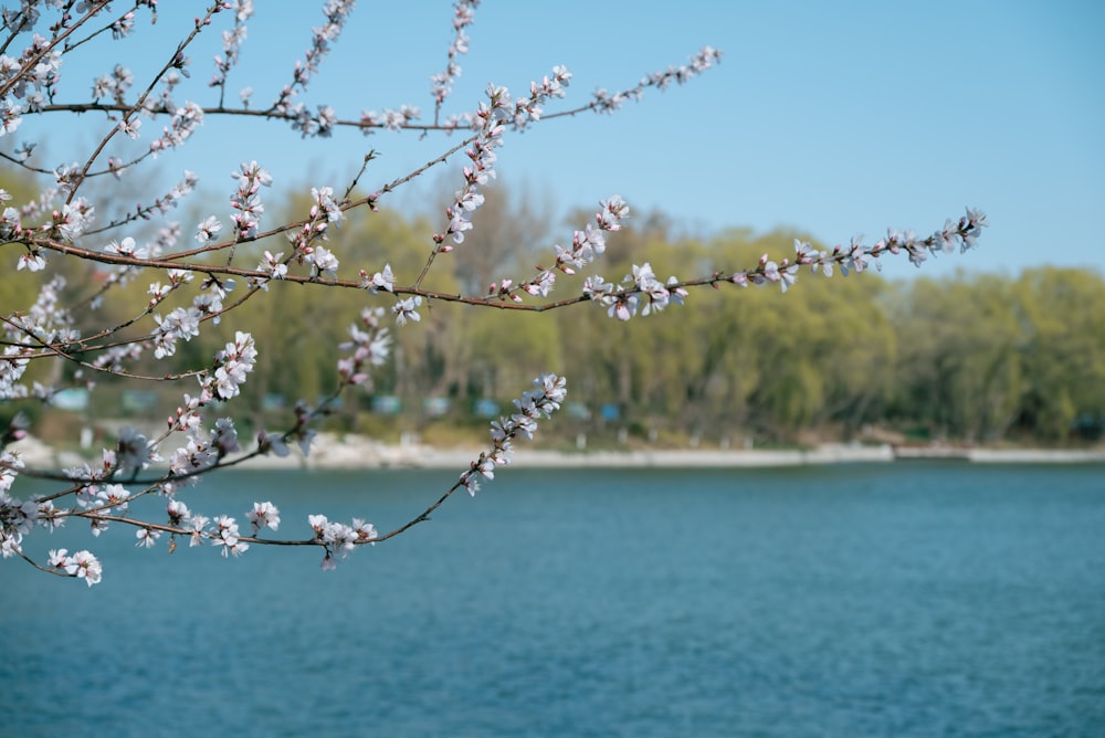 a tree branch with white flowers in front of a body of water