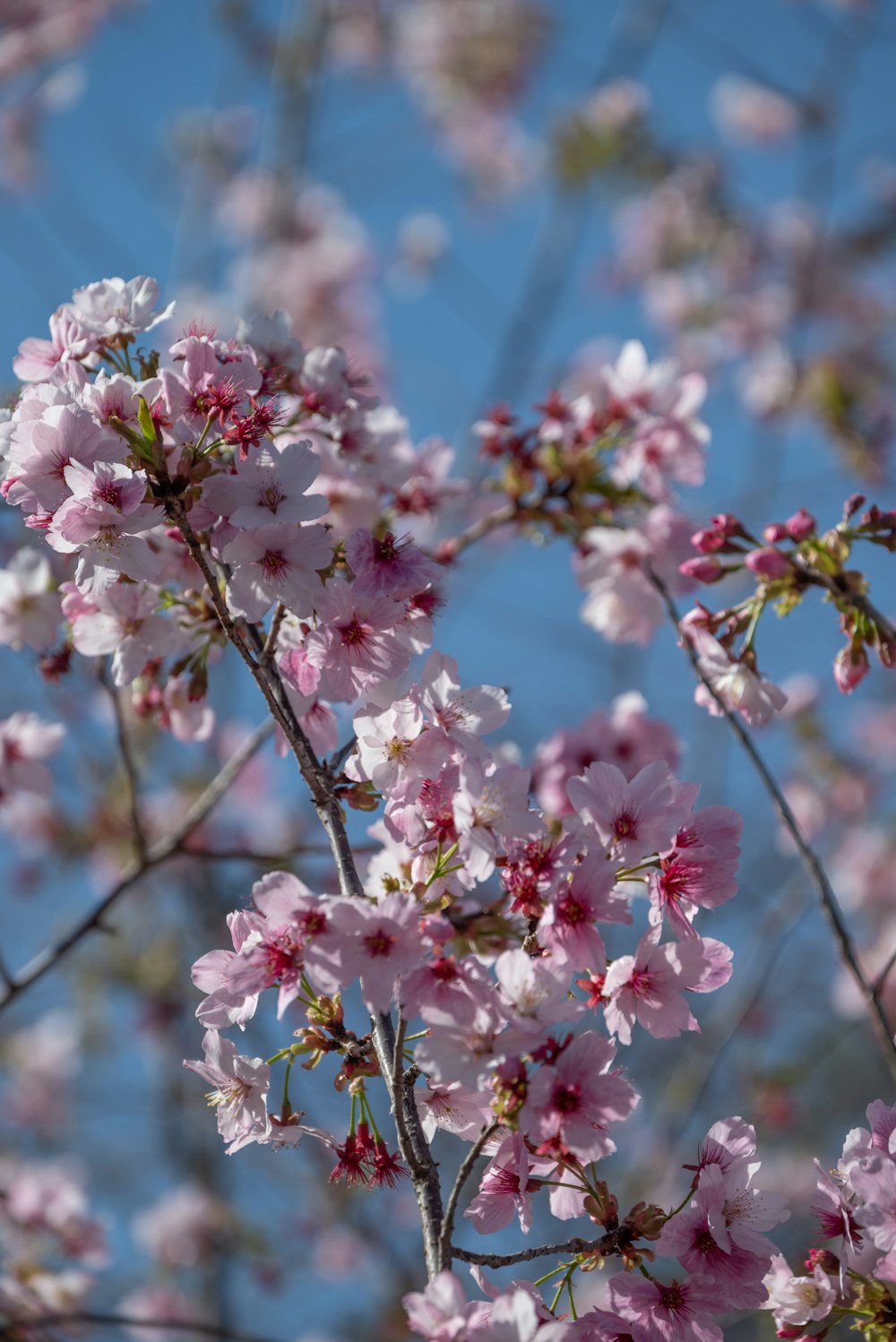 ein Zweig eines Baumes mit vielen rosa Blüten