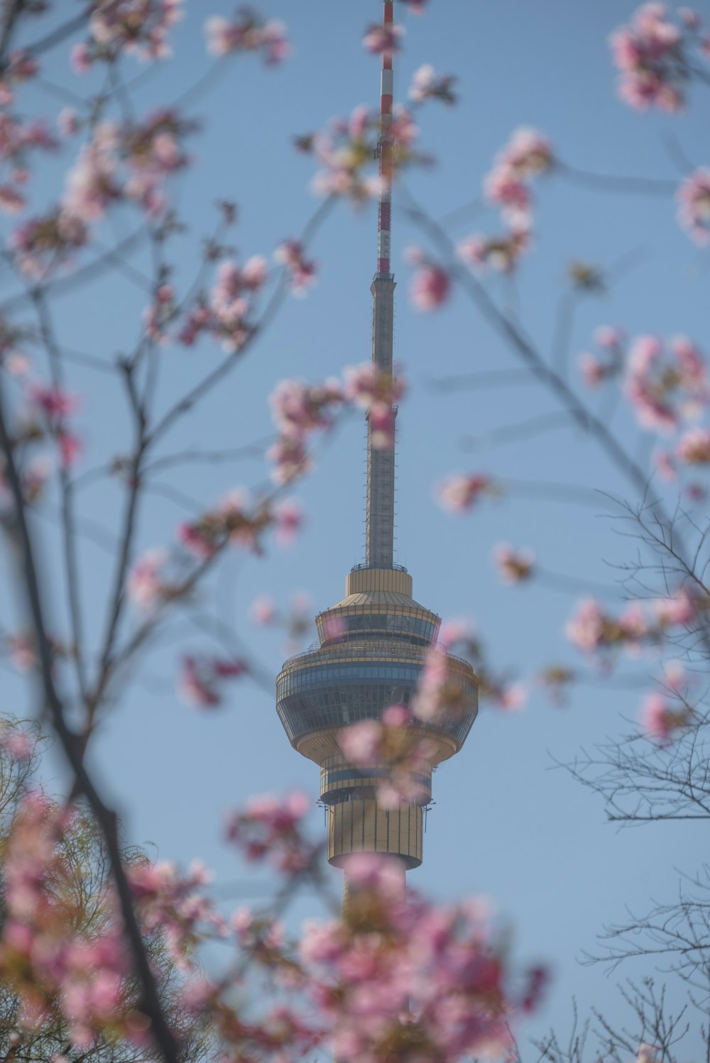 une vue d’une tour à travers les branches d’un arbre