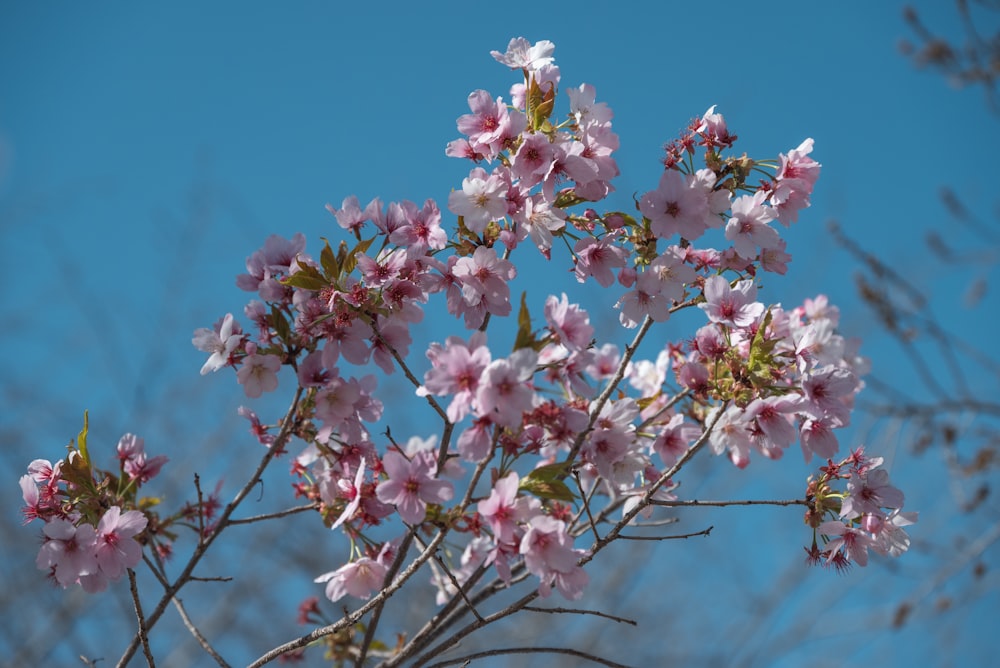 un arbre avec des fleurs roses au premier plan et un ciel bleu à l’arrière-plan