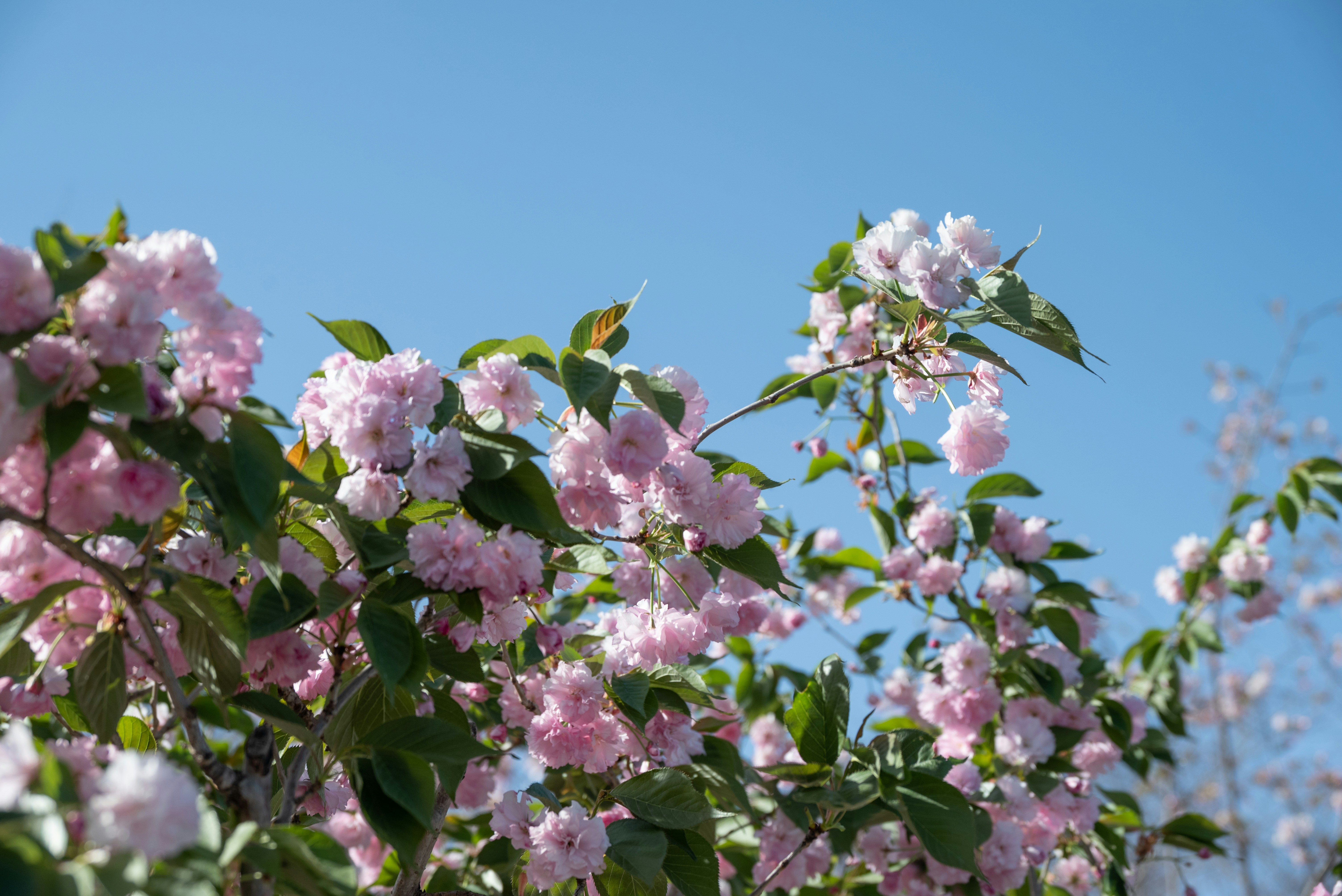 Photo by nikol_royce