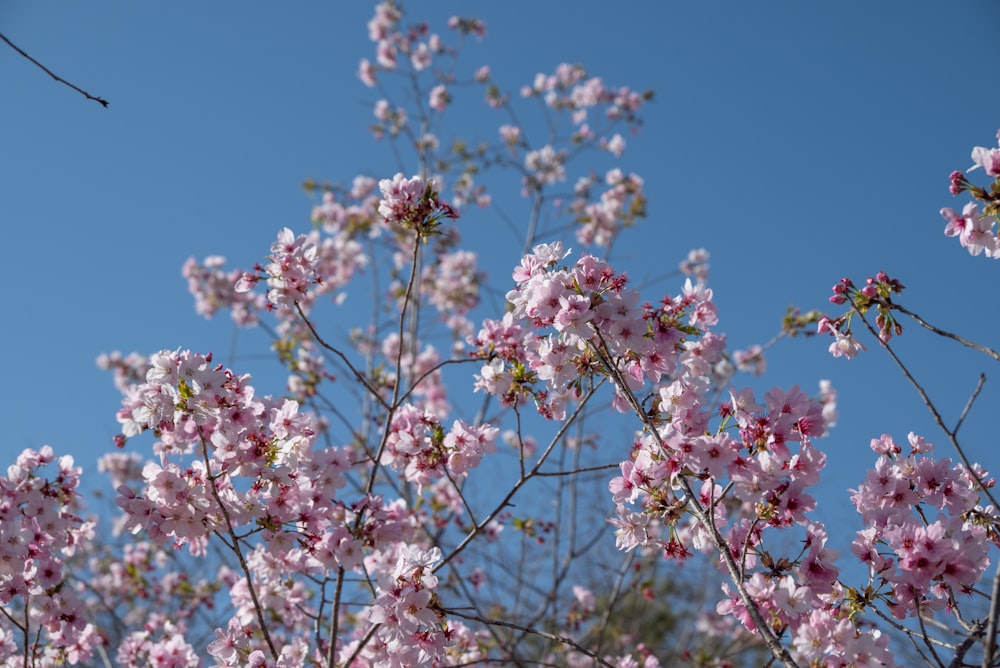 Rosa Blumen blühen an den Ästen eines Baumes