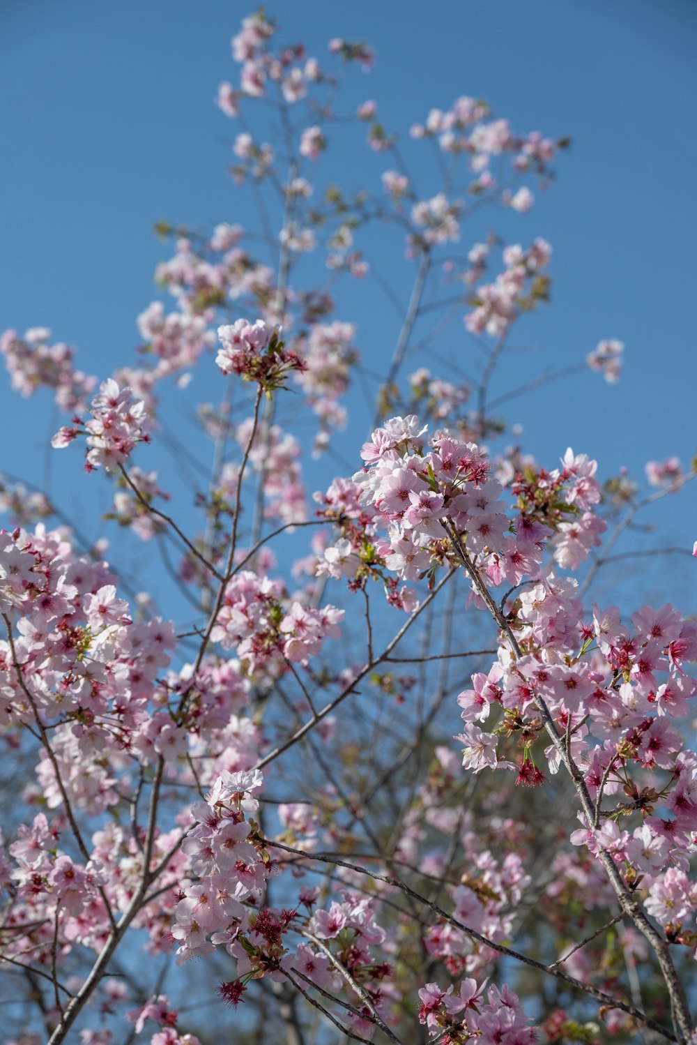 a bunch of pink flowers on a tree