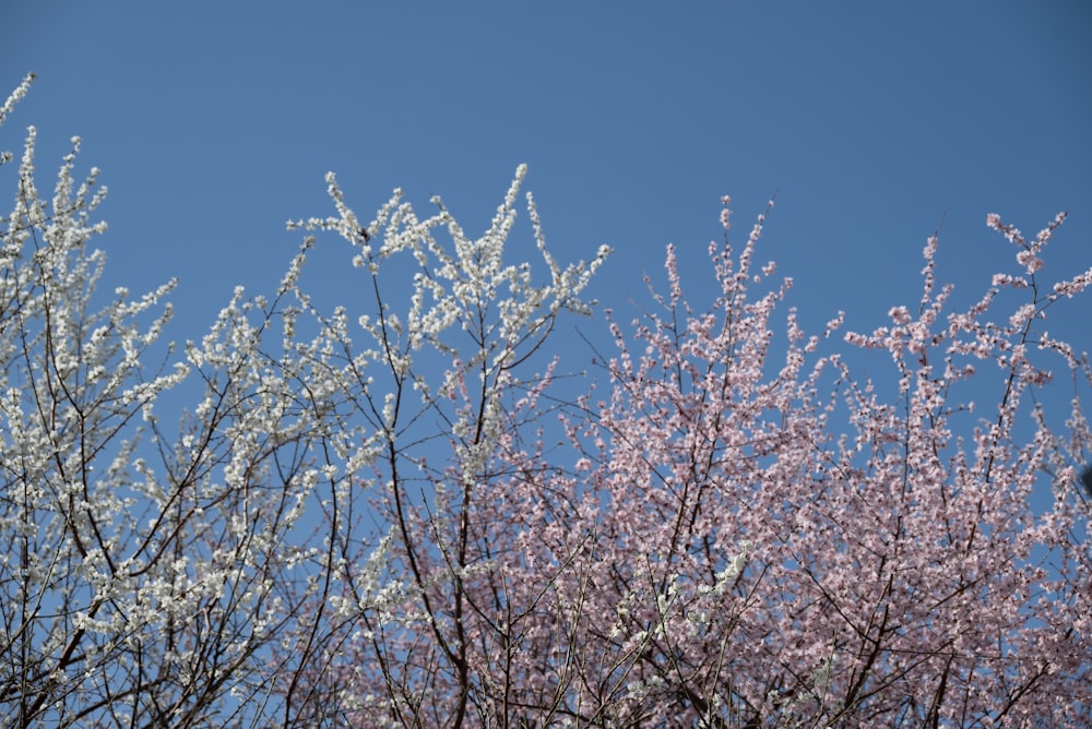 a blue sky with some white and pink flowers