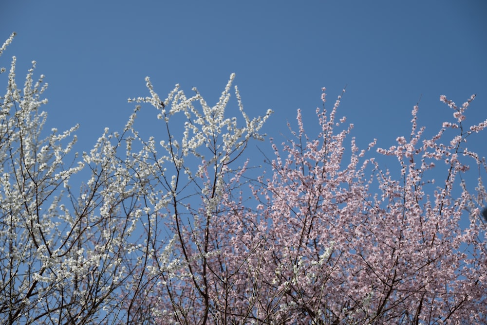 ein blauer Himmel mit einigen weißen und rosa Blumen