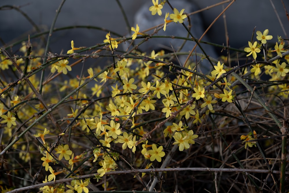 a bush with yellow flowers in front of a building