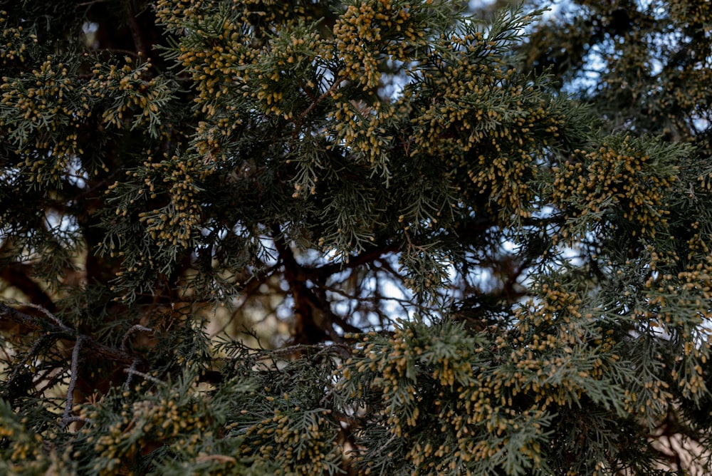 a bird perched on top of a tree branch