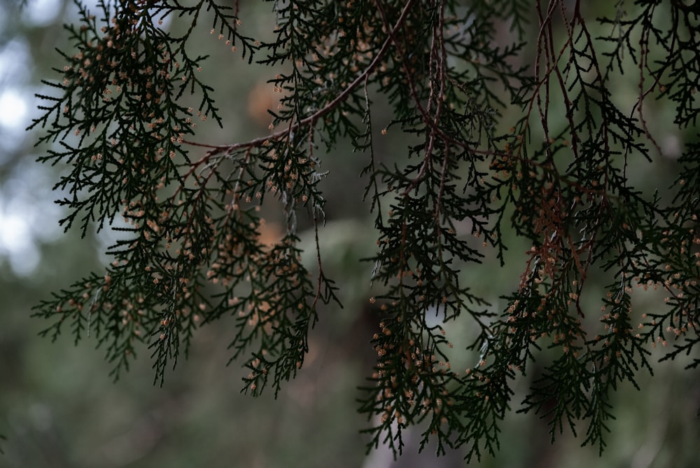 a close up of a tree branch with a blurry background