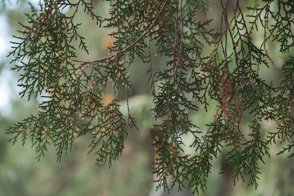 a bird is perched on a branch of a tree