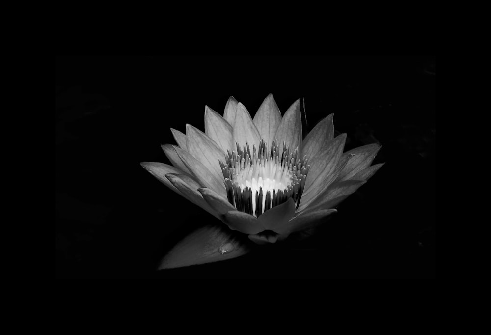 a black and white photo of a water lily