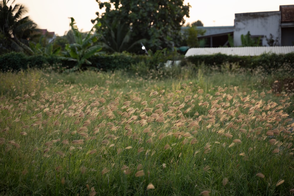 a field of grass with a house in the background