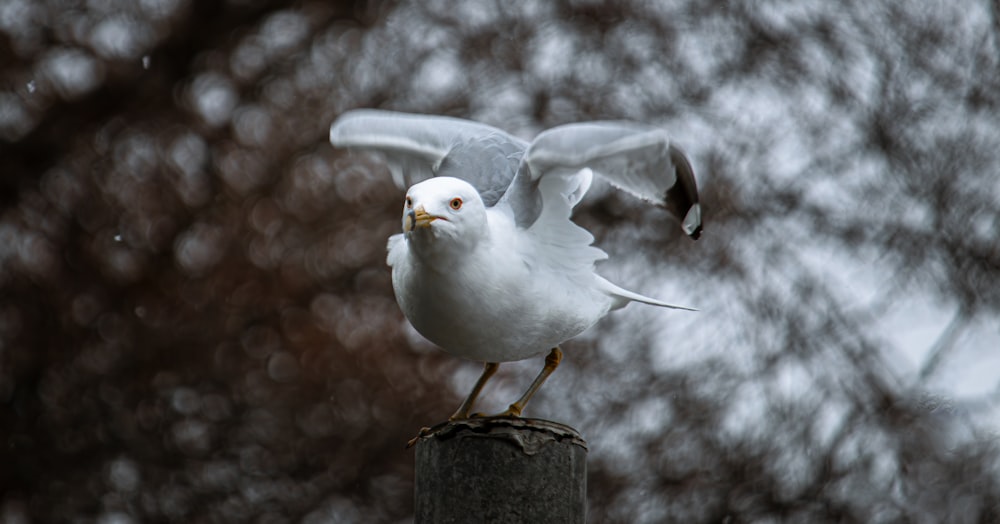 a white bird with its wings spread out on a post