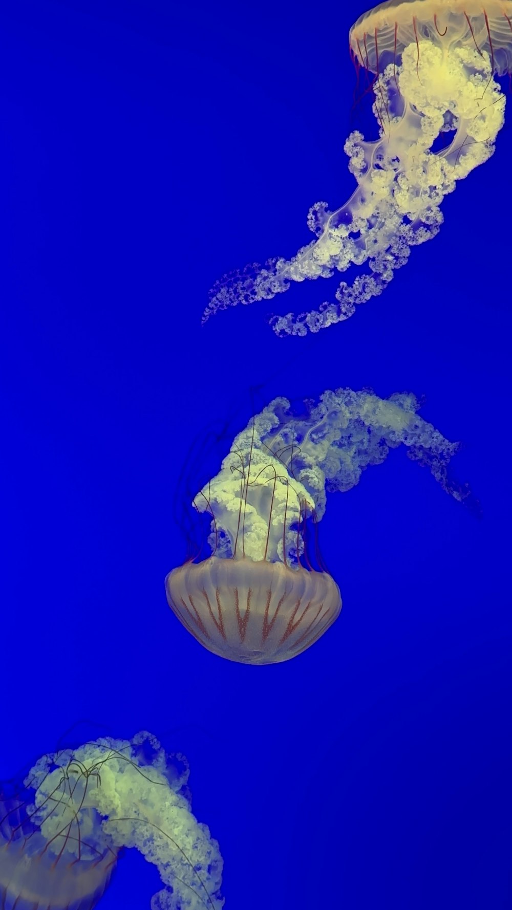 a group of jellyfish floating in the water