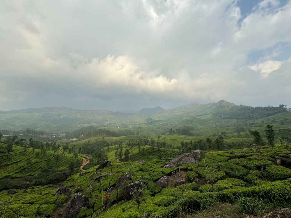 a lush green hillside covered in lots of trees