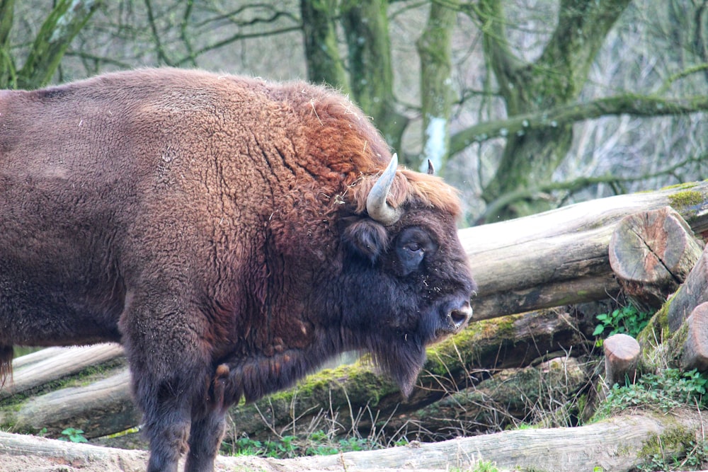 a bison standing in front of a pile of logs