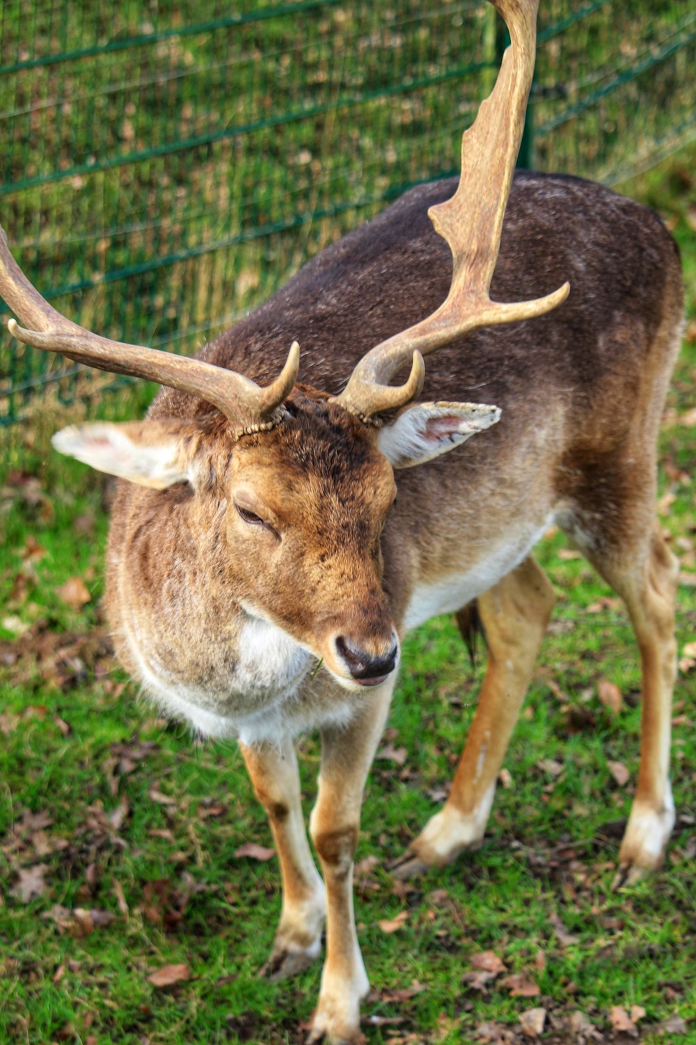 a close up of a deer near a fence