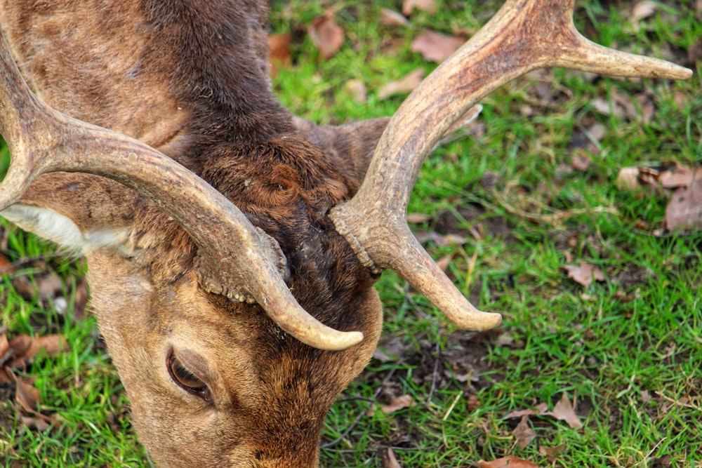 a close up of a deer's head with antlers