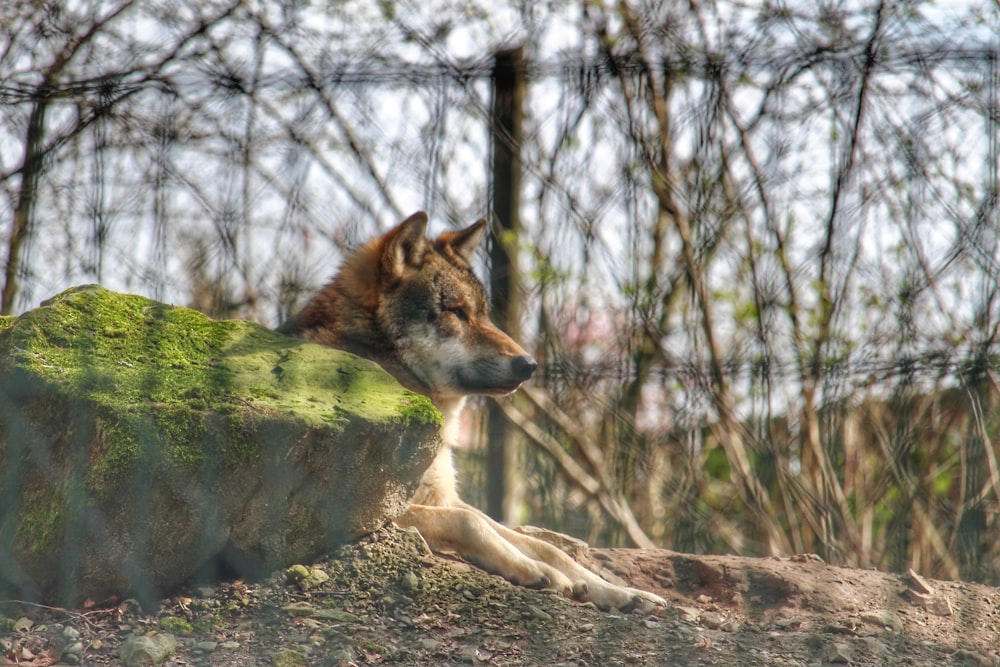 a dog laying on top of a green rock