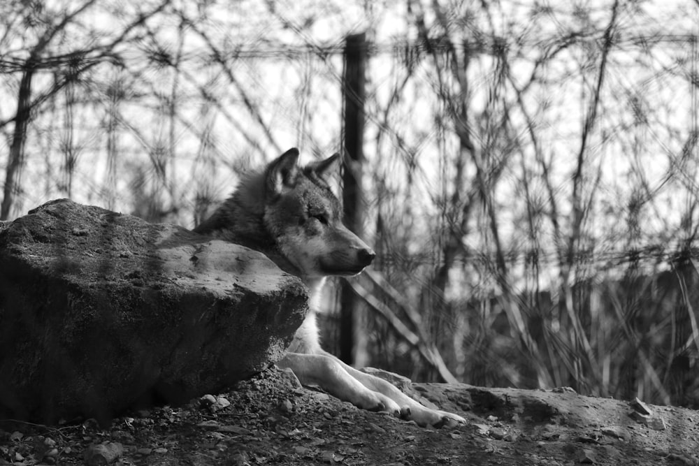 a black and white photo of a wolf resting on a rock