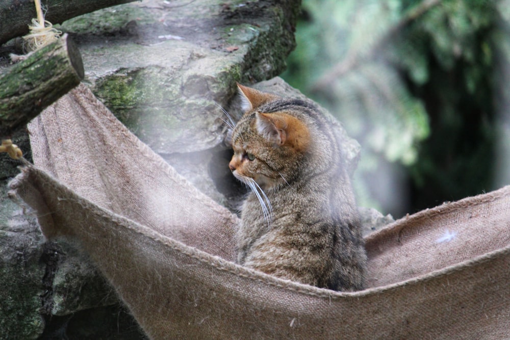 a cat sitting in a hammock in a forest