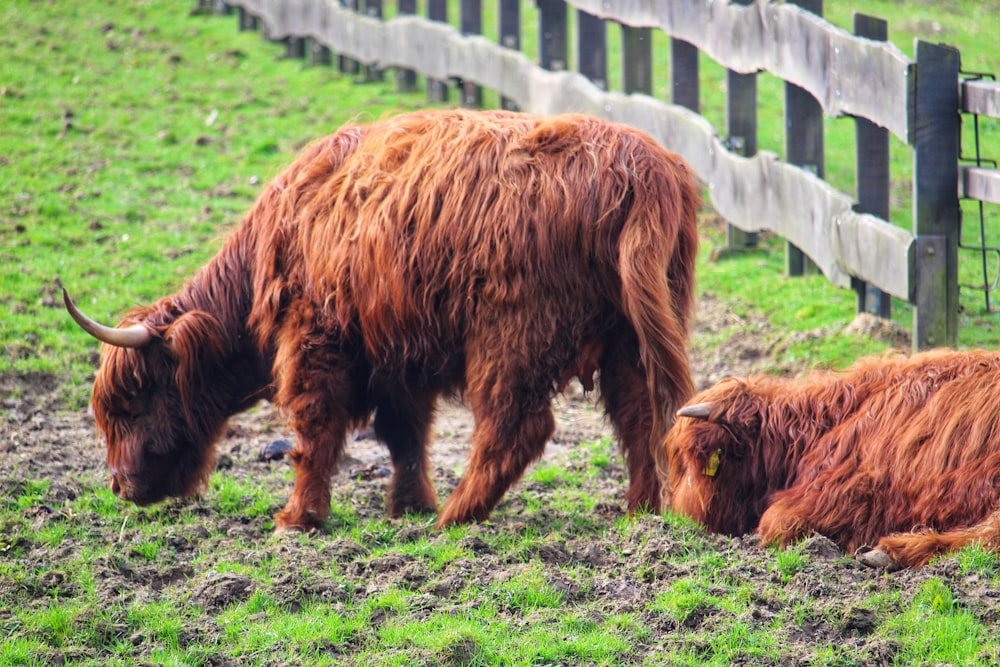 a couple of animals that are standing in the grass