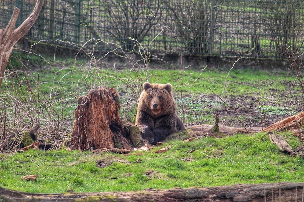 a large brown bear sitting next to a tree stump