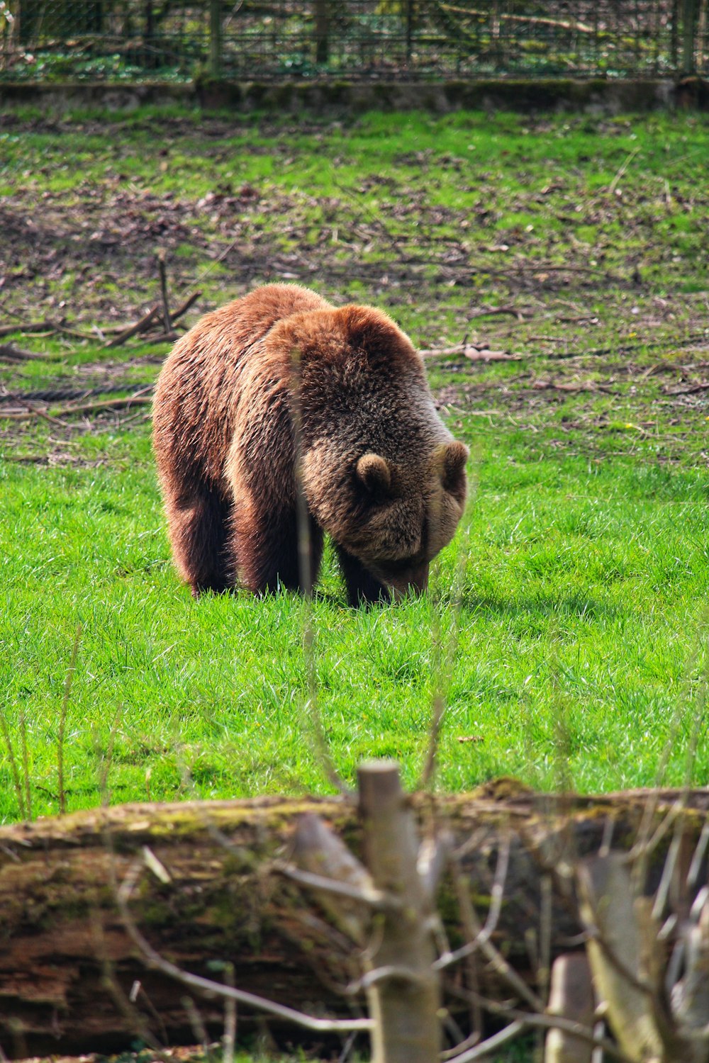 a brown bear walking across a lush green field