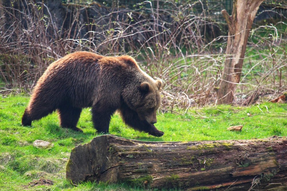 a large brown bear walking across a lush green field