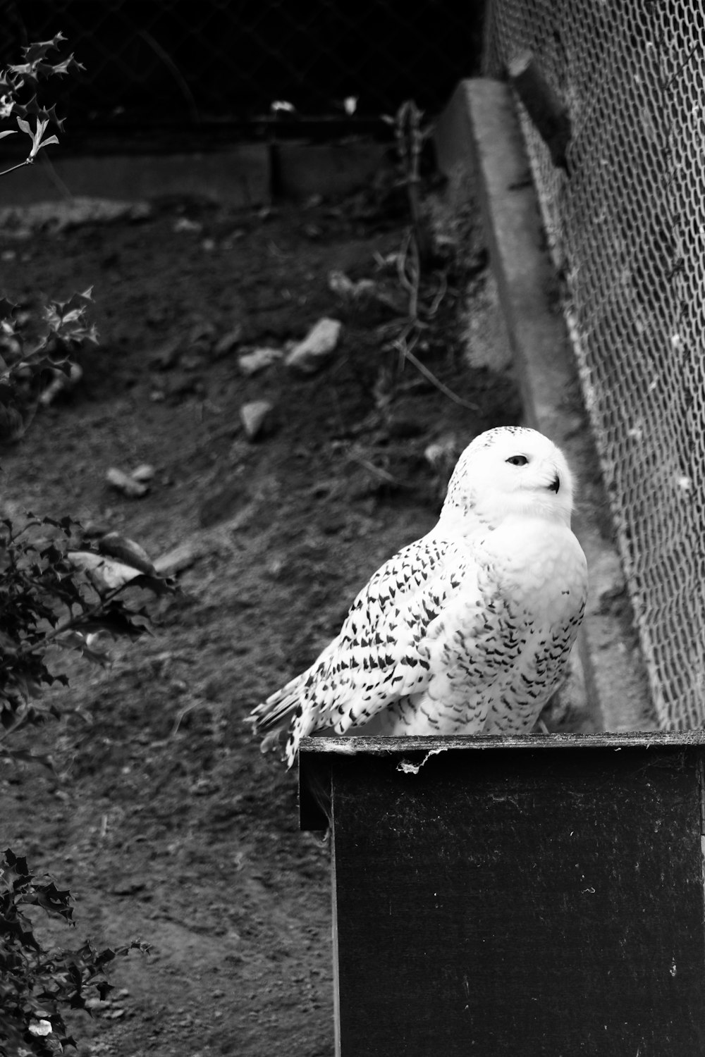 a white owl sitting on top of a black box