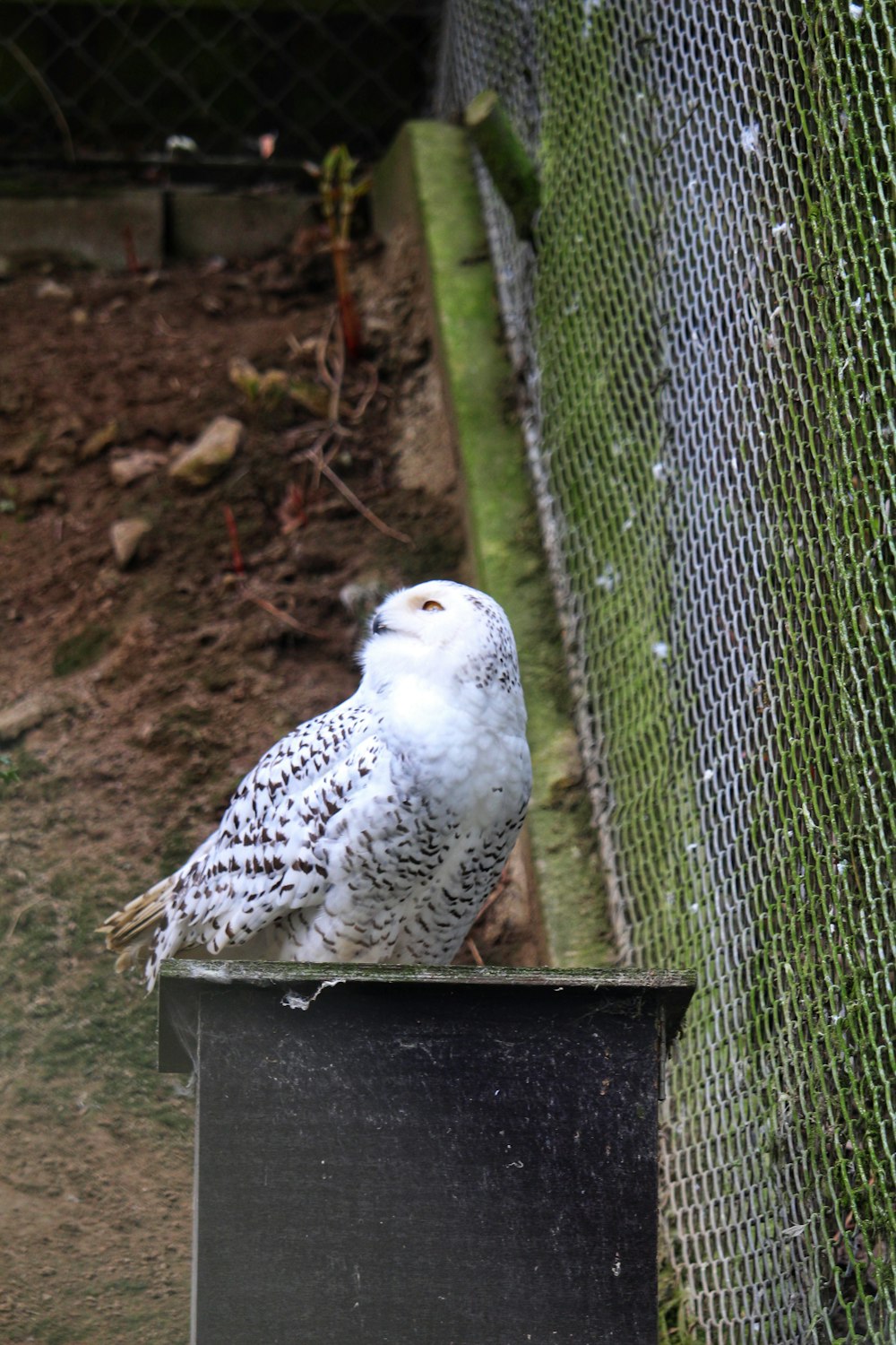a white owl sitting on top of a black box