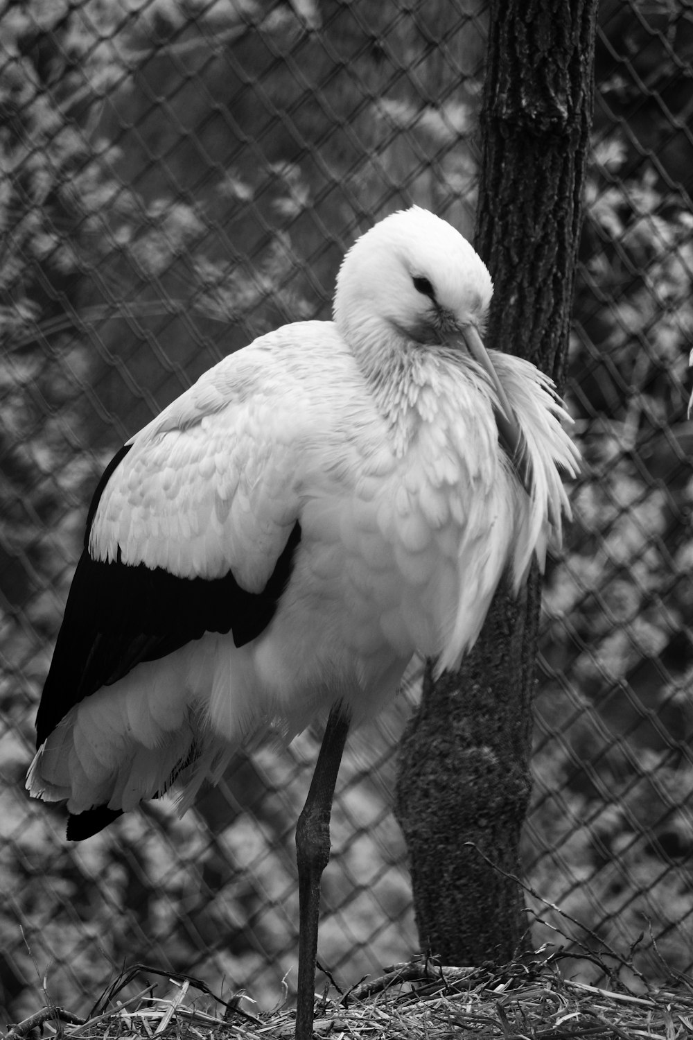 a black and white photo of a large bird