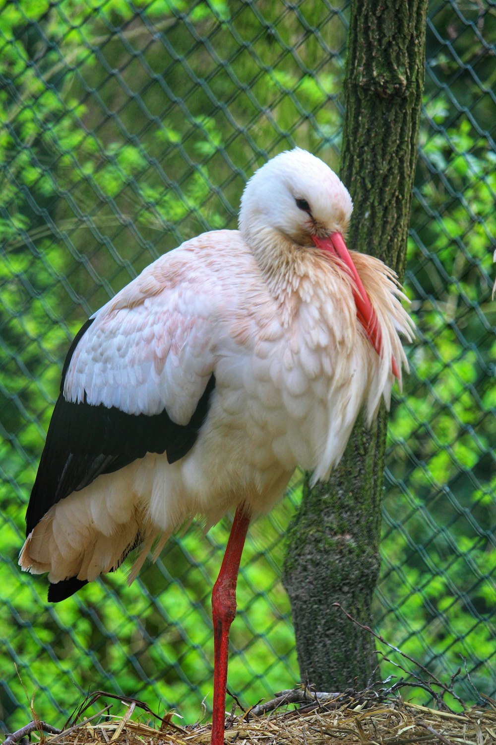 a white and black bird with a red beak
