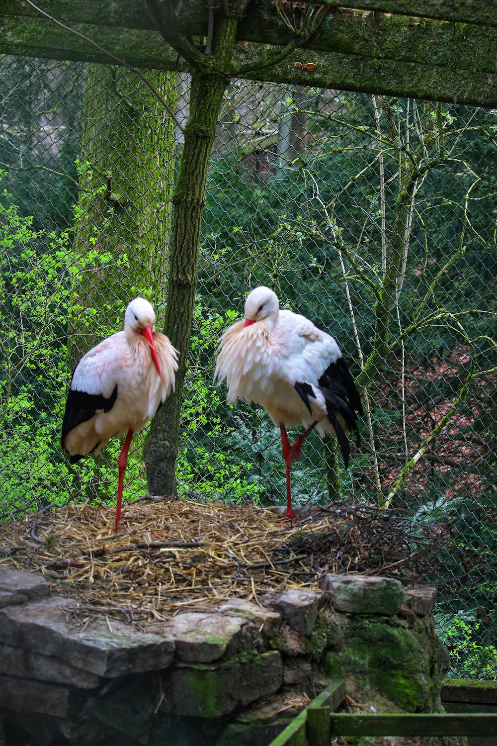 a couple of birds standing on top of a pile of hay