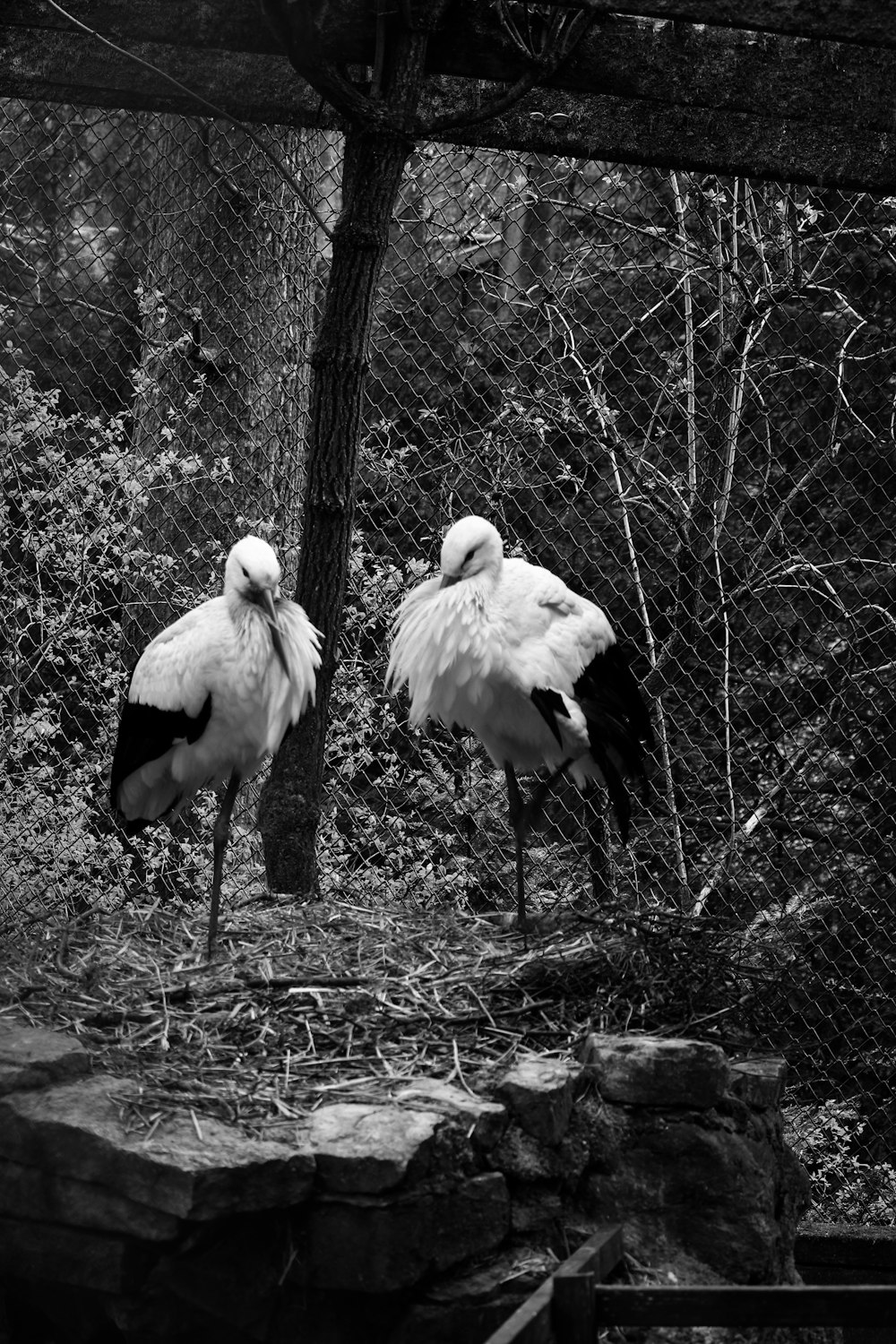 two large birds standing next to each other in a forest