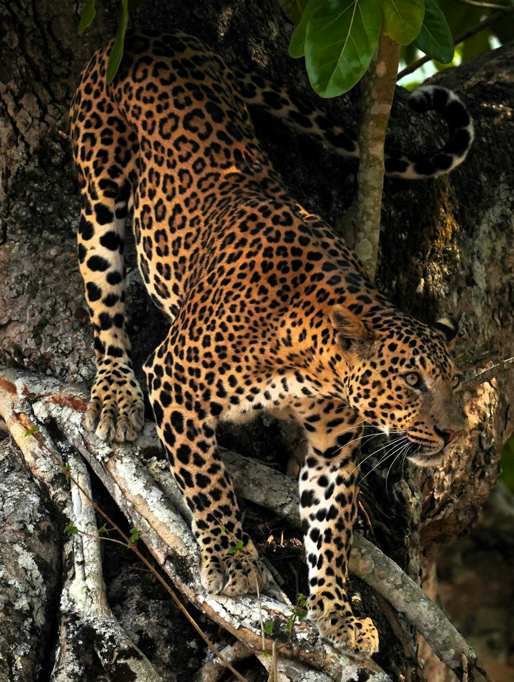 a large leopard standing on top of a tree branch