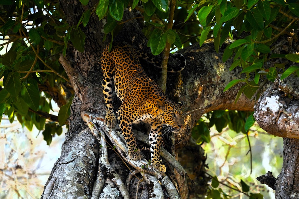 a leopard is climbing up a tree branch