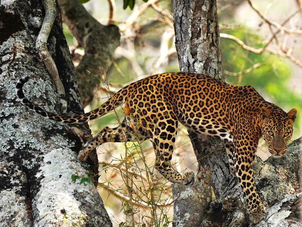 a leopard climbing up a tree in a forest