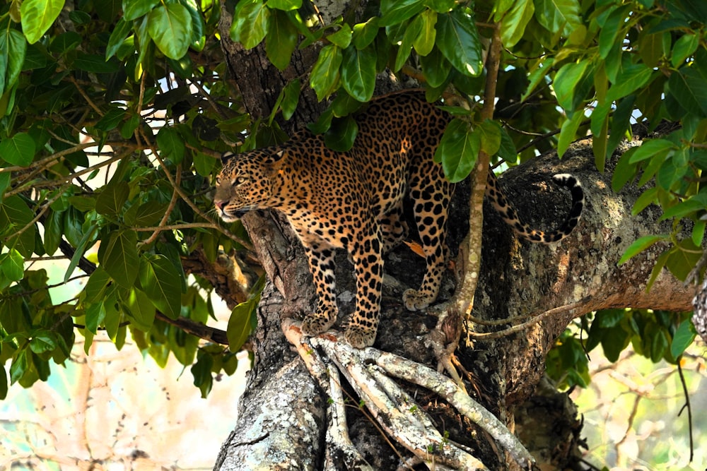 a leopard hiding in a tree in the wild